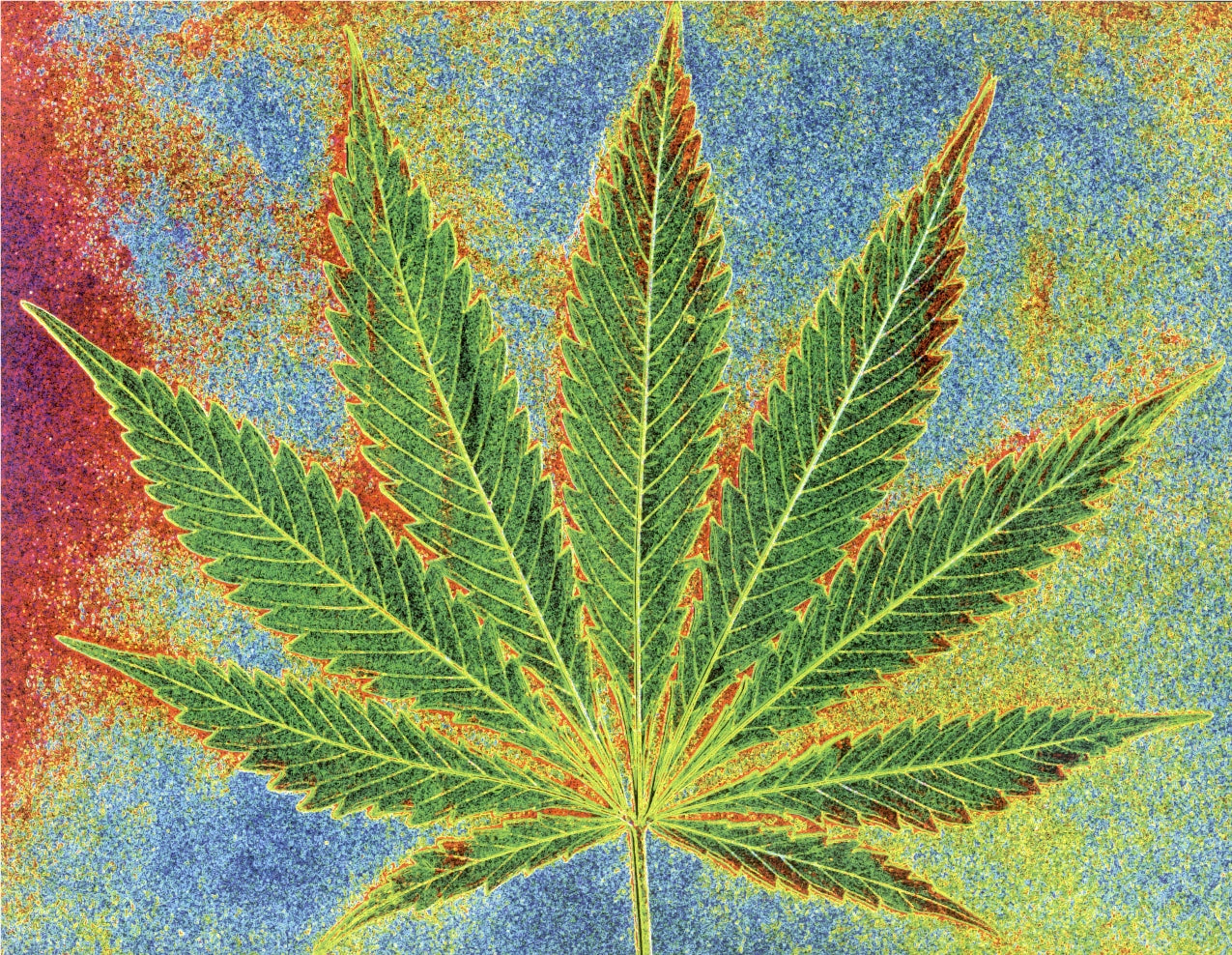 WEED LEAF PHOTO LENI SINCLAIR